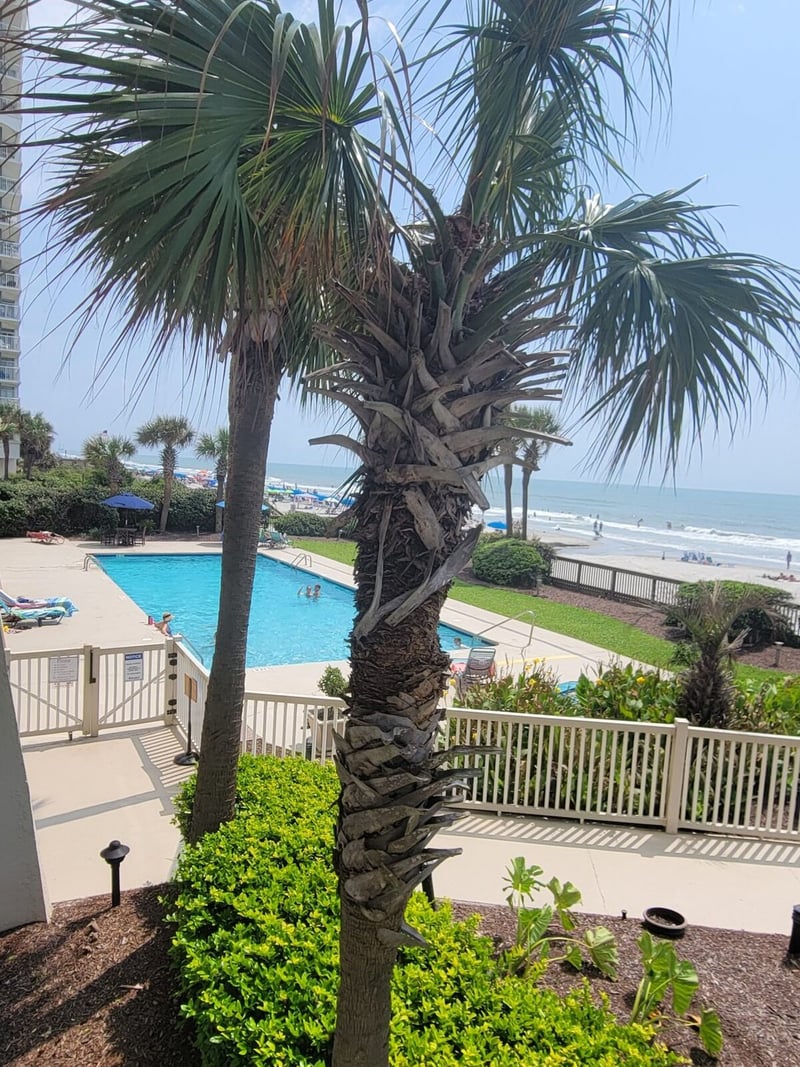 Palm tree overlooking swimming pool, beach, and ocean from beachfront property deck